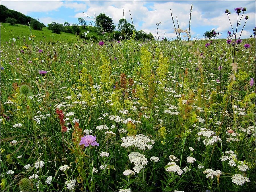 Medicinal plants